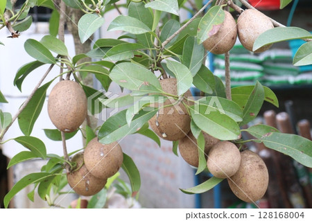 Sapodilla on tree in farm for harvest 128168004