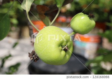 green apple on tree in farm for harvest 128168066
