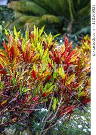 multi colored croton plant 128169022