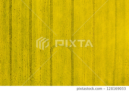 yellow farm field surface  128169033