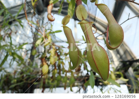 溫室溫室 128169056