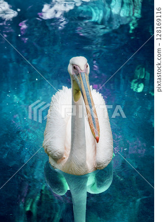 American White Pelican 128169116