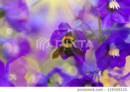 A macro shot of a bumblebee A macro shot of a bumblebee 128169120