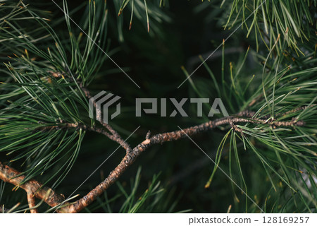 Abstract macro background with pine needles and soft blur, ideal for eco themes, wellness design and natural product visuals. Conceptually linked to aromatherapy and herbal healing 128169257