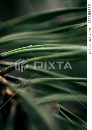 Soft-focus pine needles in shallow depth with organic green tones, representing nature-based wellness, sustainability and calm living Soft-focus pine needles in shallow depth with organic green tones, representing nature-based wellness, sustainability and calm living 128169259