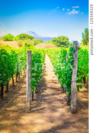 vineyard of Pompeii, Italy 128169329