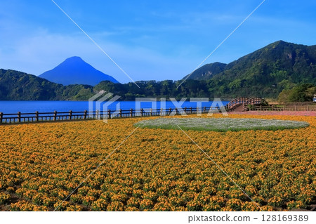 [鹿兒島縣] 薩摩的池田湖和開聞岳（薩摩富士）盛開的花園 128169389