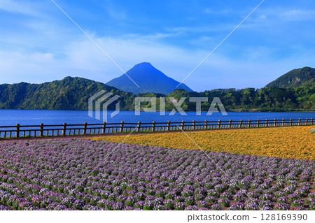 [鹿兒島縣] 薩摩的池田湖和開聞岳（薩摩富士）盛開的花園 128169390