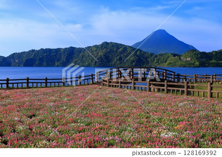 [Kagoshima Prefecture] Flower garden blooming at Lake Ikeda in Satsuma and Mt. Kaimondake (Satsuma Fuji) 128169392