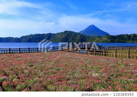 [Kagoshima Prefecture] Flower garden blooming at Lake Ikeda in Satsuma and Mt. Kaimondake (Satsuma Fuji) 128169393