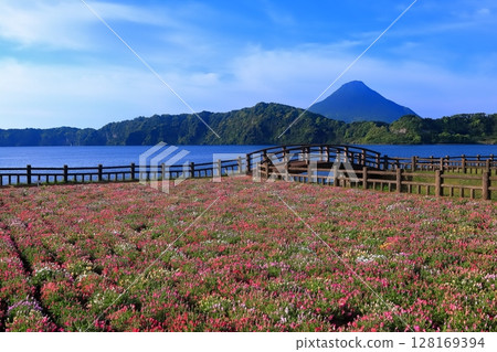 [Kagoshima Prefecture] Flower garden blooming at Lake Ikeda in Satsuma and Mt. Kaimondake (Satsuma Fuji) 128169394