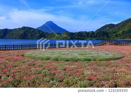 [鹿兒島縣] 薩摩的池田湖和開聞岳（薩摩富士）盛開的花園 128169395