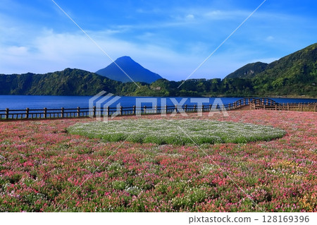 [Kagoshima Prefecture] Flower garden blooming at Lake Ikeda in Satsuma and Mt. Kaimondake (Satsuma Fuji) 128169396