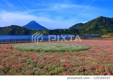 [Kagoshima Prefecture] Flower garden blooming at Lake Ikeda in Satsuma and Mt. Kaimondake (Satsuma Fuji) 128169397