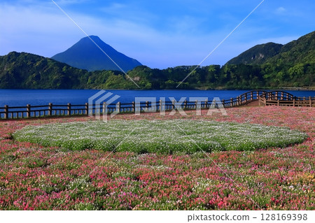 [Kagoshima Prefecture] Flower garden blooming at Lake Ikeda in Satsuma and Mt. Kaimondake (Satsuma Fuji) 128169398