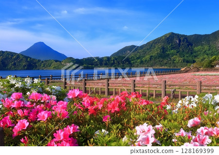 [Kagoshima Prefecture] Flower garden blooming at Lake Ikeda in Satsuma and Mt. Kaimondake (Satsuma Fuji) 128169399