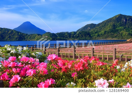 [Kagoshima Prefecture] Flower garden blooming at Lake Ikeda in Satsuma and Mt. Kaimondake (Satsuma Fuji) 128169400
