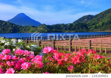 [Kagoshima Prefecture] Flower garden blooming at Lake Ikeda in Satsuma and Mt. Kaimondake (Satsuma Fuji) 128169401