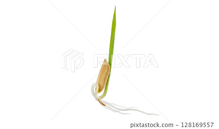 Newly germinated rice seedling displays a slender green shoot emerging from the grain, accompanied by a tiny white root below. This stage is critical for growth and development. Newly germinated rice seedling displays a slender green shoot emerging from the grain, accompanied by a tiny white root below. This stage is critical for growth and development. 128169557
