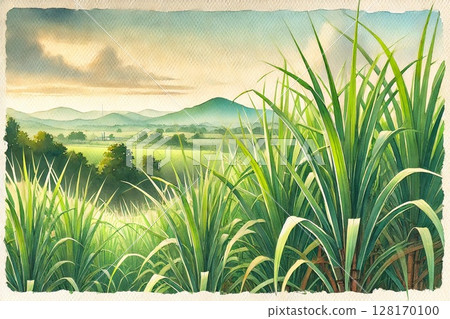Sugar Cane field 128170100