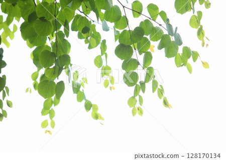 Fresh green katsura leaves [White background] [Sky background] 128170134
