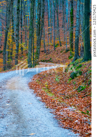 A winding road cuts through the Jizera Mountains, surrounded by vibrant autumn foliage. The forest floor is covered with fallen leaves, showcasing the day's crisp beauty. 128170425