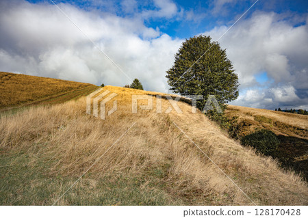 Golden grasses sway gently in the breeze against a backdrop of rolling hills and dramatic cloud formations in the Ore Mountains of the Czech Republic. Nature unfolds in tranquility. 128170428