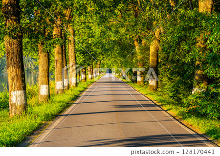 An evening stroll along a picturesque alley lined with tall trees in Czechia, where the warm sunlight filters through the leaves, creating a serene atmosphere. 128170441