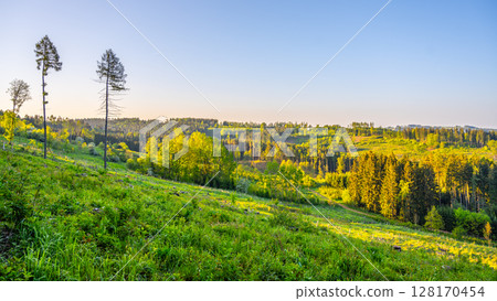 Rolling hills covered in vibrant green grass stretch into the horizon. Tall trees dot the landscape, bathed in warm evening light. A peaceful setting invites relaxation and reflection. 128170454