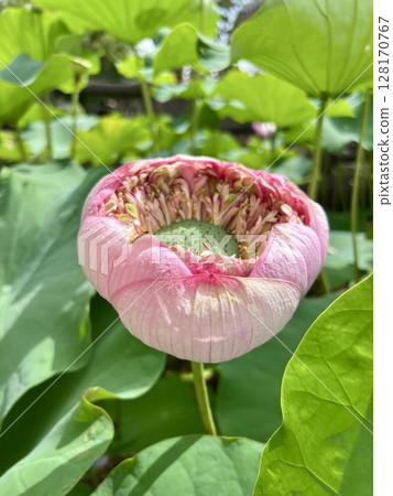 pink lotus flower in the pond pink lotus flower in the pond 128170767