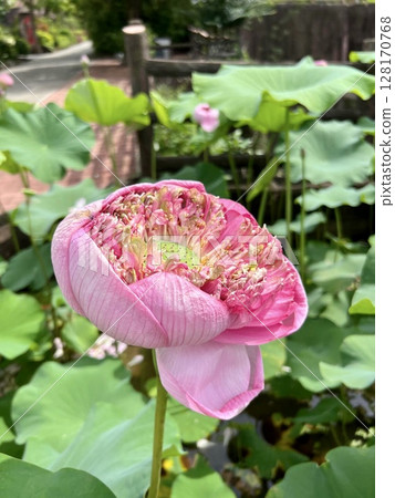 pink lotus in the pond pink lotus in the pond 128170768