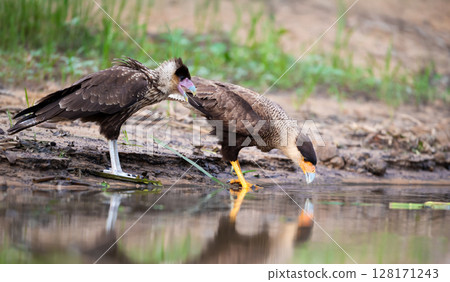 Southern crested caracara feeding chick on river bank Southern crested caracara feeding chick on river bank 128171243