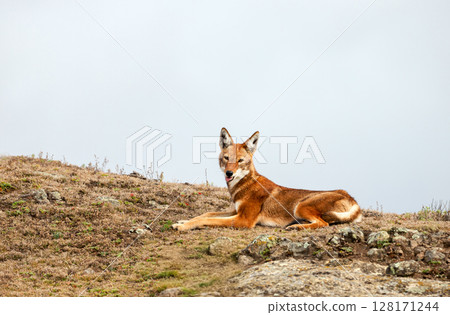 Rare and endangered Ethiopian wolf in the highlands of Bale mountains, Ethiopia Rare and endangered Ethiopian wolf in the highlands of Bale mountains, Ethiopia 128171244