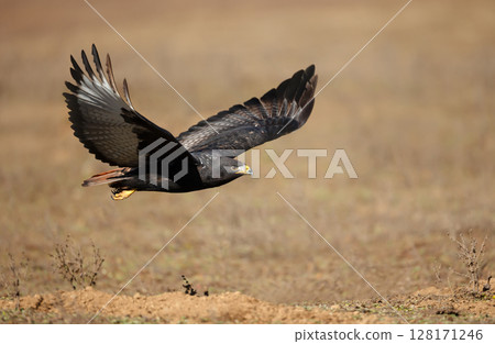 Augur buzzard in flight in Ethiopian highlands 128171246