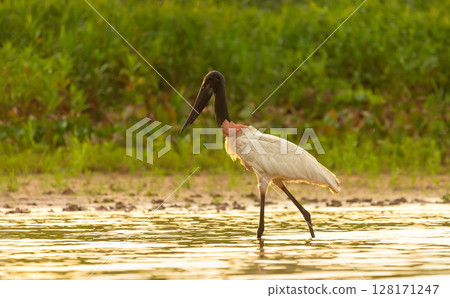 Jabiru stork wading through shallow water in the Pantanal region of Brazil 128171247