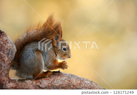 Portrait of a cute red squirrel eating nut on a tree branch 128171249