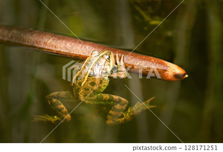 Marsh frog holding to bulrush stem in still, reflective water Marsh frog holding to bulrush stem in still, reflective water 128171251