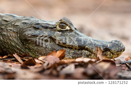 Portrait of a Yacare caiman resting on a river bank in Pantanal, Brazil Portrait of a Yacare caiman resting on a river bank in Pantanal, Brazil 128171252