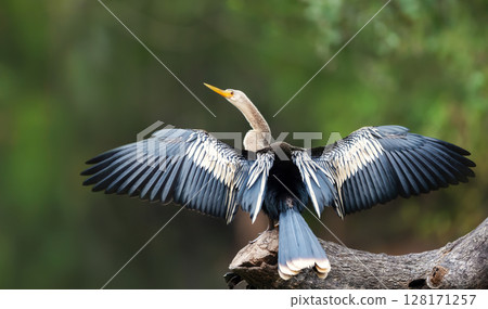 Anhinga perched on tree branch with wings spread to dry 128171257