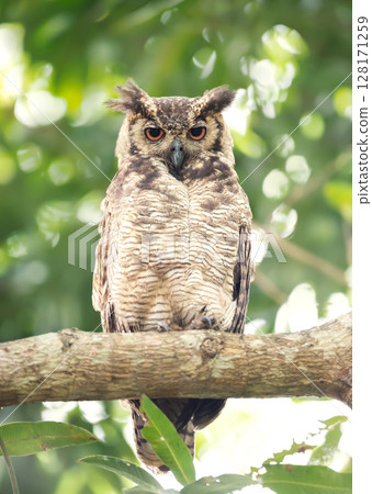 owl, branch, bird 128171259