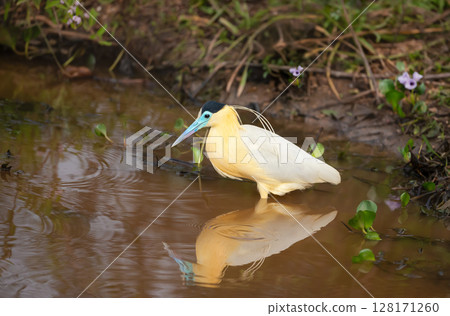 Close-up of Capped heron fishing in a river 128171260