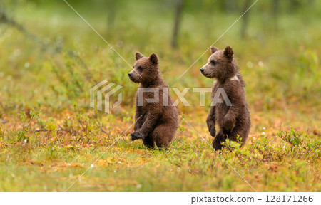 Close-up of two adorable brown bear cubs in the forest 128171266