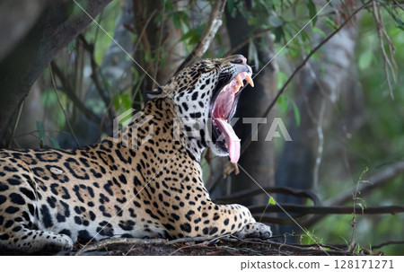 Close-up of a jaguar yawning, Pantanal, Brazil. Close-up of a jaguar yawning, Pantanal, Brazil. 128171271