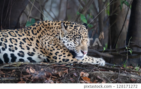 Close-up of a jaguar resting on a river bank, Pantanal, Brazil Close-up of a jaguar resting on a river bank, Pantanal, Brazil 128171272