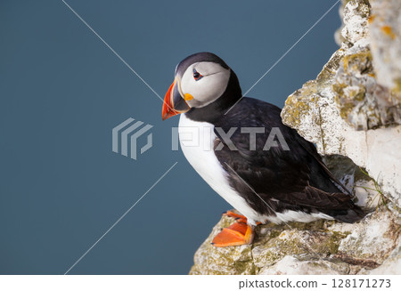 Atlantic puffin perched on the edge of a coastal cliff 128171273