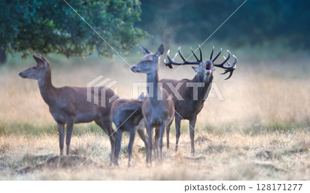 Red deer stag roaring during rutting season Red deer stag roaring during rutting season 128171277