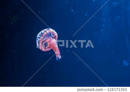underwater photography jellyfish mastigias papua, spotted jelly, lagoon jelly, golden medusa underwater photography jellyfish mastigias papua, spotted jelly, lagoon jelly, golden medusa 128171303