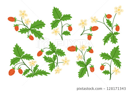 Set of wild strawberry plants with green leaves, small white flowers, and red berries on white background. Set of wild strawberry plants with green leaves, small white flowers, and red berries on white background. 128171343