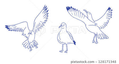 Set of hand drawn seagulls in different poses, flying and standing, with minimal blue line art style. Set of hand drawn seagulls in different poses, flying and standing, with minimal blue line art style. 128171348