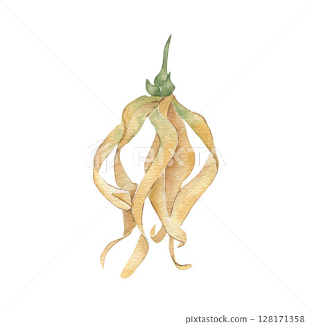 Tropical yellow bloom ylang ylang watercolor illustration isolated on white. Hand drawn exotic flowers botanical sketch. Asian jungle bloom drawing for aromatherapy label, spa design, packaging. Tropical yellow bloom ylang ylang watercolor illustration isolated on white. Hand drawn exotic flowers botanical sketch. Asian jungle bloom drawing for aromatherapy label, spa design, packaging. 128171358